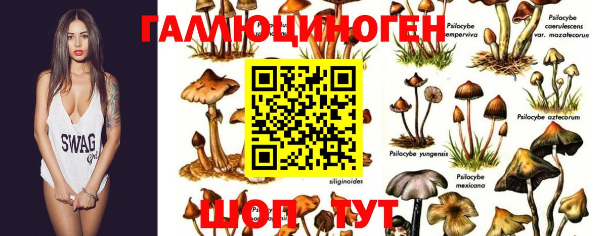 Галлюциногенные грибы прущие грибы  Вход с VPN  Галлюциногенные грибы Psilocybe  Моздок 